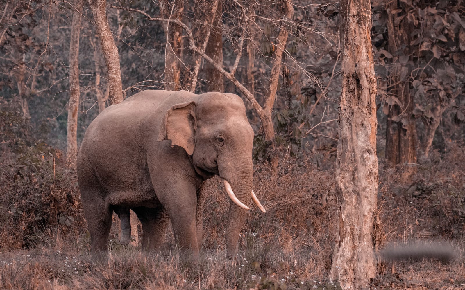 Corbett Express Safari
