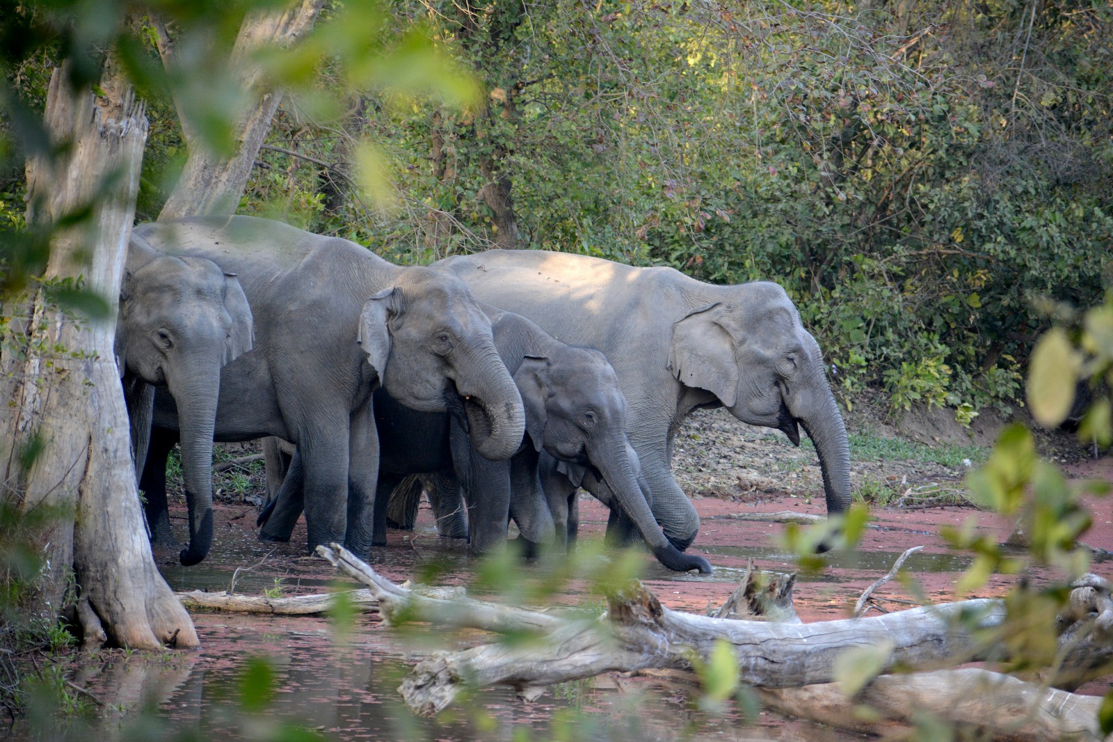 Corbett + Nainital Family Tour