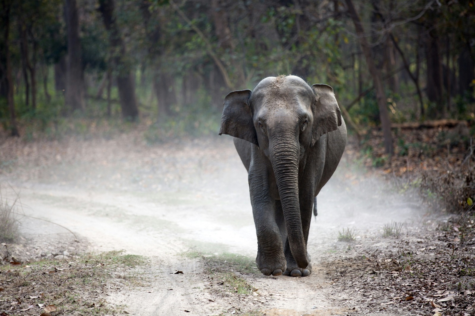 Corbett Wildlife Explorer